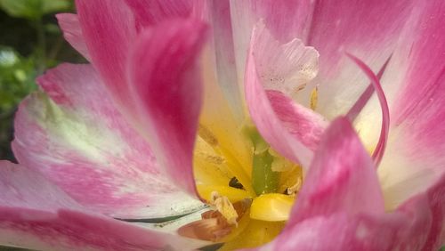 Close-up of pink flower