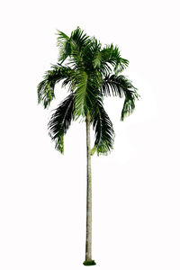 Close-up of palm tree against white background