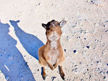 Young kangaroo seeking contact