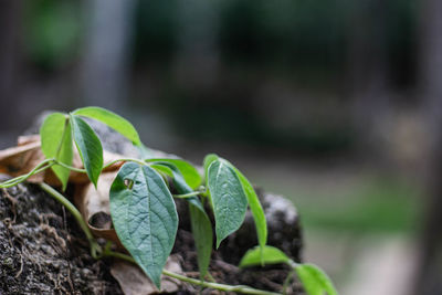 Close-up of green plant