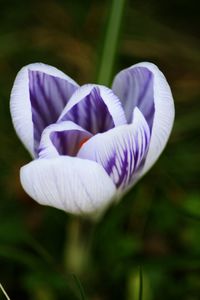 Close-up of crocus blooming outdoors