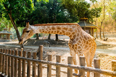 Giraffe standing in zoo