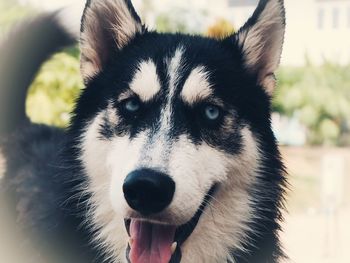 Close-up portrait of a dog