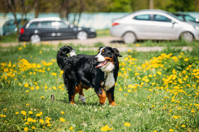 Dogs on field