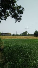 Scenic view of field against clear sky