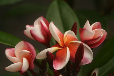 Close-up of frangipani on plant