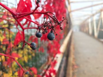 Close-up of fruits on tree