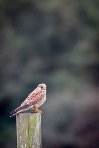 Close-up of eagle perching on wooden post