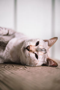 Close-up of cat lying on bed at home