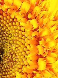 Full frame shot of yellow flower