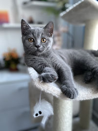 Portrait of cat relaxing at home