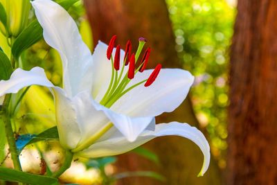 Close-up of white flowering plant