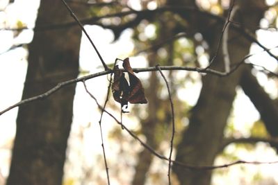 Low angle view of bird perching on branch