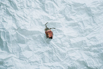 High angle view of insect on bed