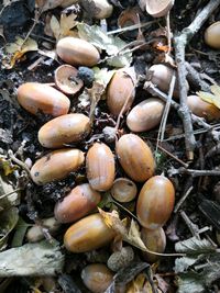 High angle view of eggs on field