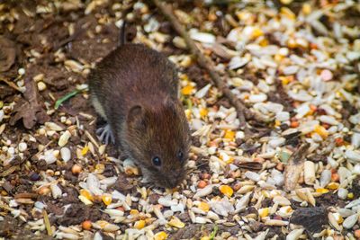 High angle view of lizard on land