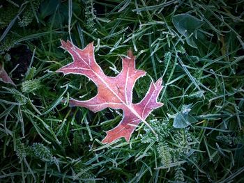 Close-up of red leaves