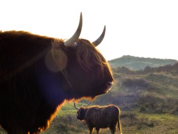 Cow standing on field against clear sky