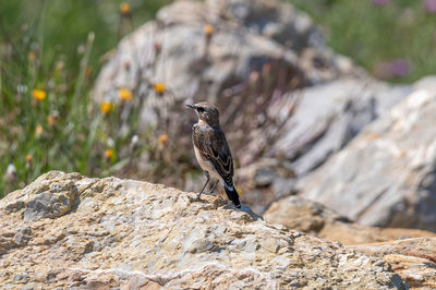 Close-up of bird perching on rock