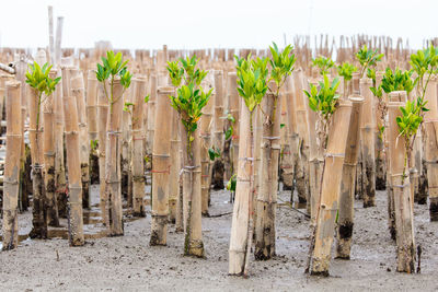 Panoramic shot of plants on field against sky