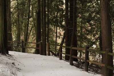 Trees in forest during winter