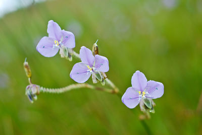 Close-up of purple flowers