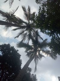 Low angle view of coconut palm tree against sky