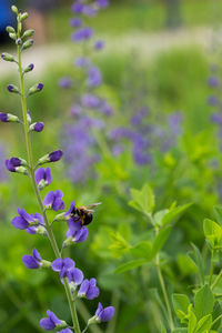 Bee pollinating flower