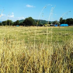 Scenic view of field against clear sky