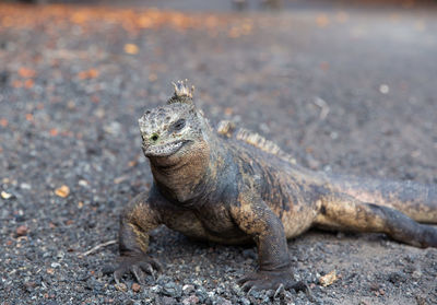 Close-up of lizard on rock