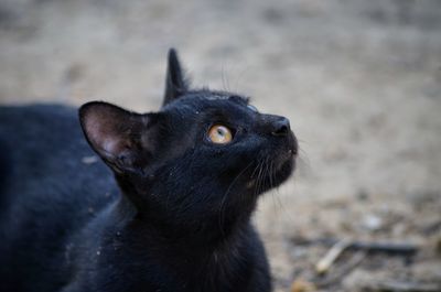 Close-up of black cat looking away