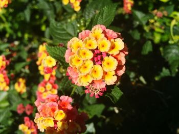 Close-up of yellow flower