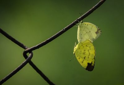 Close up of plant against blurred background