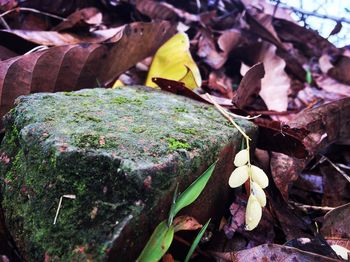 Close-up of fresh plants