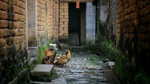 Chickens on pathway by houses