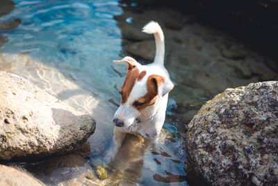 Jack russell terrier dog talk a walk in the puddle of the sea