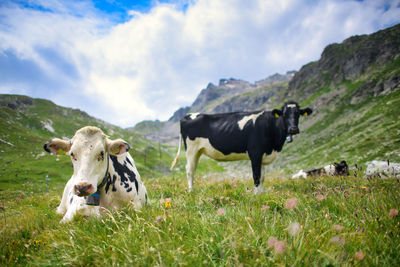 Cows standing in a field