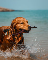 Dog looking away in sea