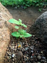 Close-up of fresh green plant