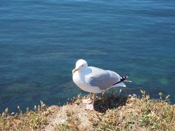 High angle view of seagull perching on a sea