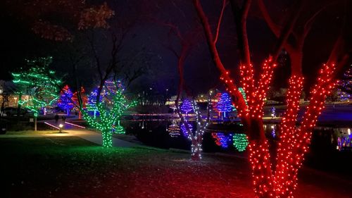 Illuminated lights by trees in city at night