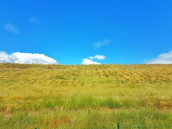 grassland