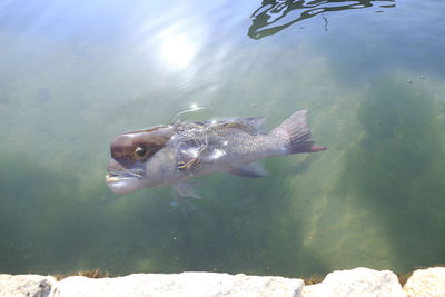 Close-up of fish swimming in sea