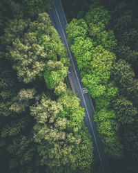 High angle view of road amidst trees in forest