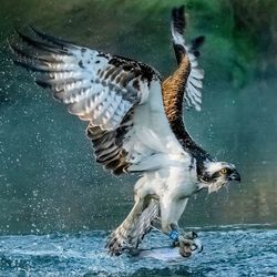 Seagulls flying over lake