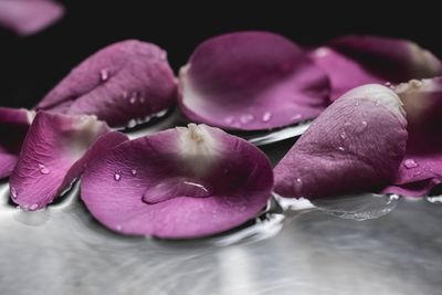 Close-up of rose petals in water