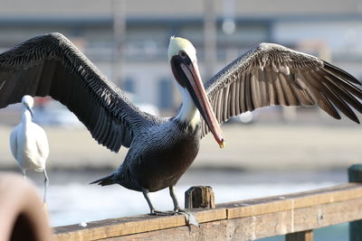 Pelican perched on railing