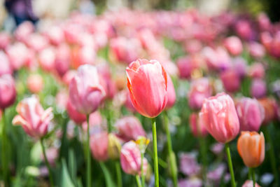 Close-up of pink tulips