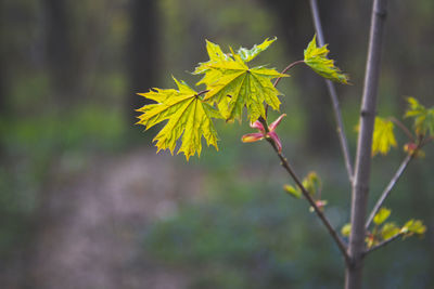 Close-up of yellow maple leaves on plant during autumn