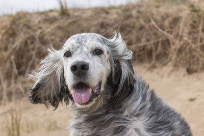 Close-up portrait of a dog on field